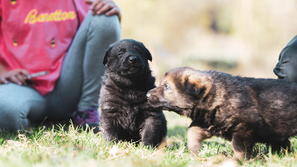 Dog Obedience Training Program (Puppy Socialization)
