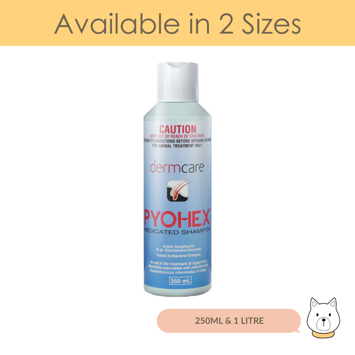 Dermcare Pyohex Medicated Shampoo for Dogs